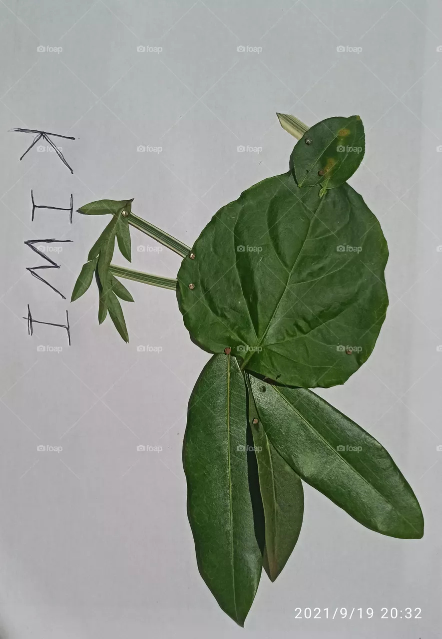 kiwi leaf work