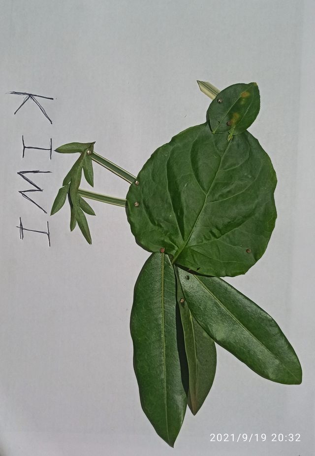 kiwi leaf work