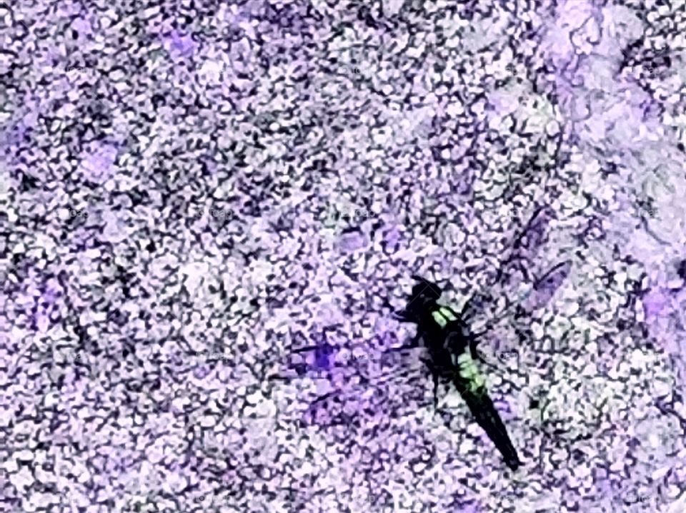 Dragonfly on a purple background