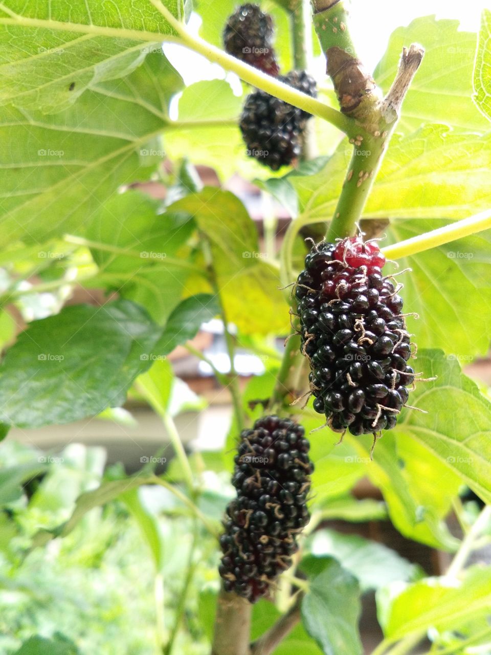 black mulberries