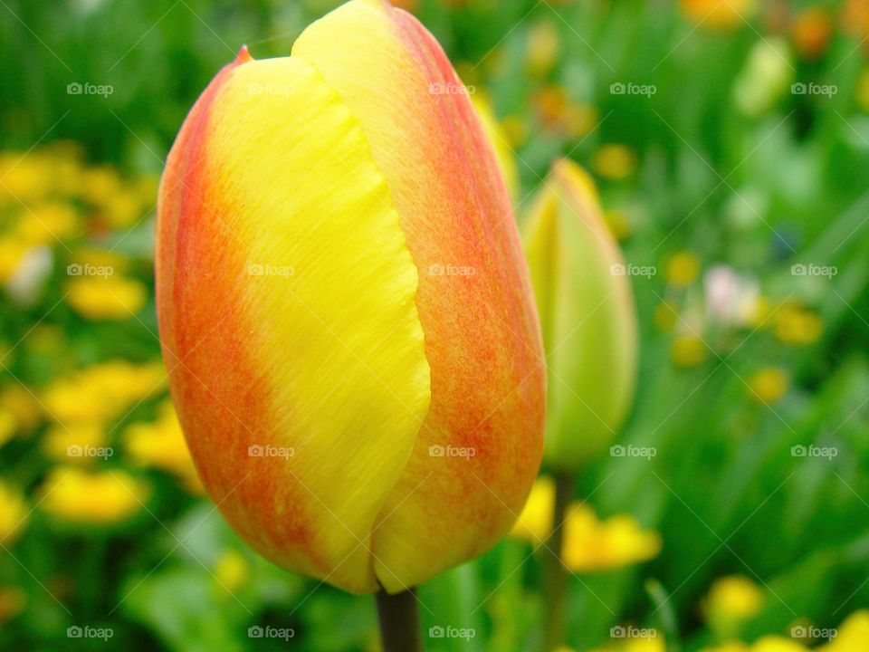 tulip