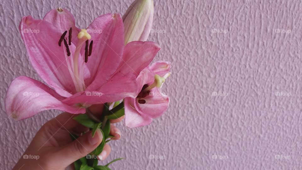 female hand holding a pink lily on a pink background