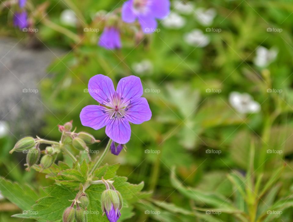 Polar flower