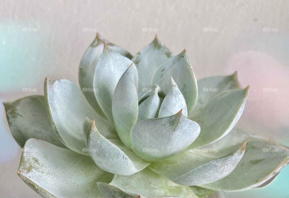 Backgrounds, copy space, succulent against light green background 