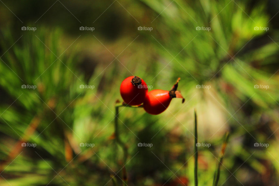 Red briar fruit