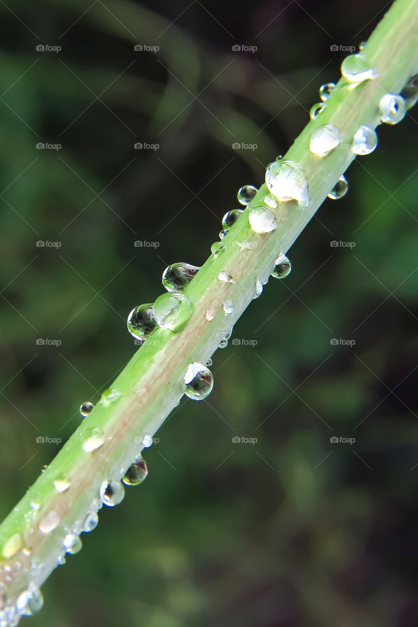 macro rain drops on green stem