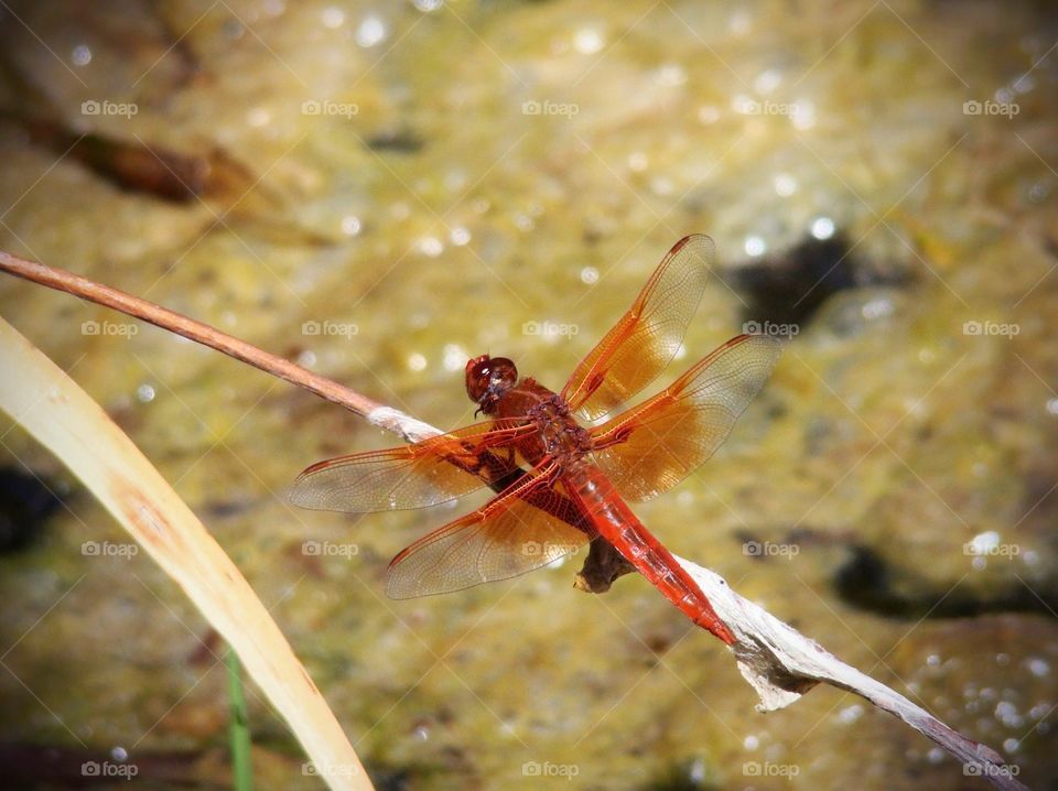 Dragonfly at the pond