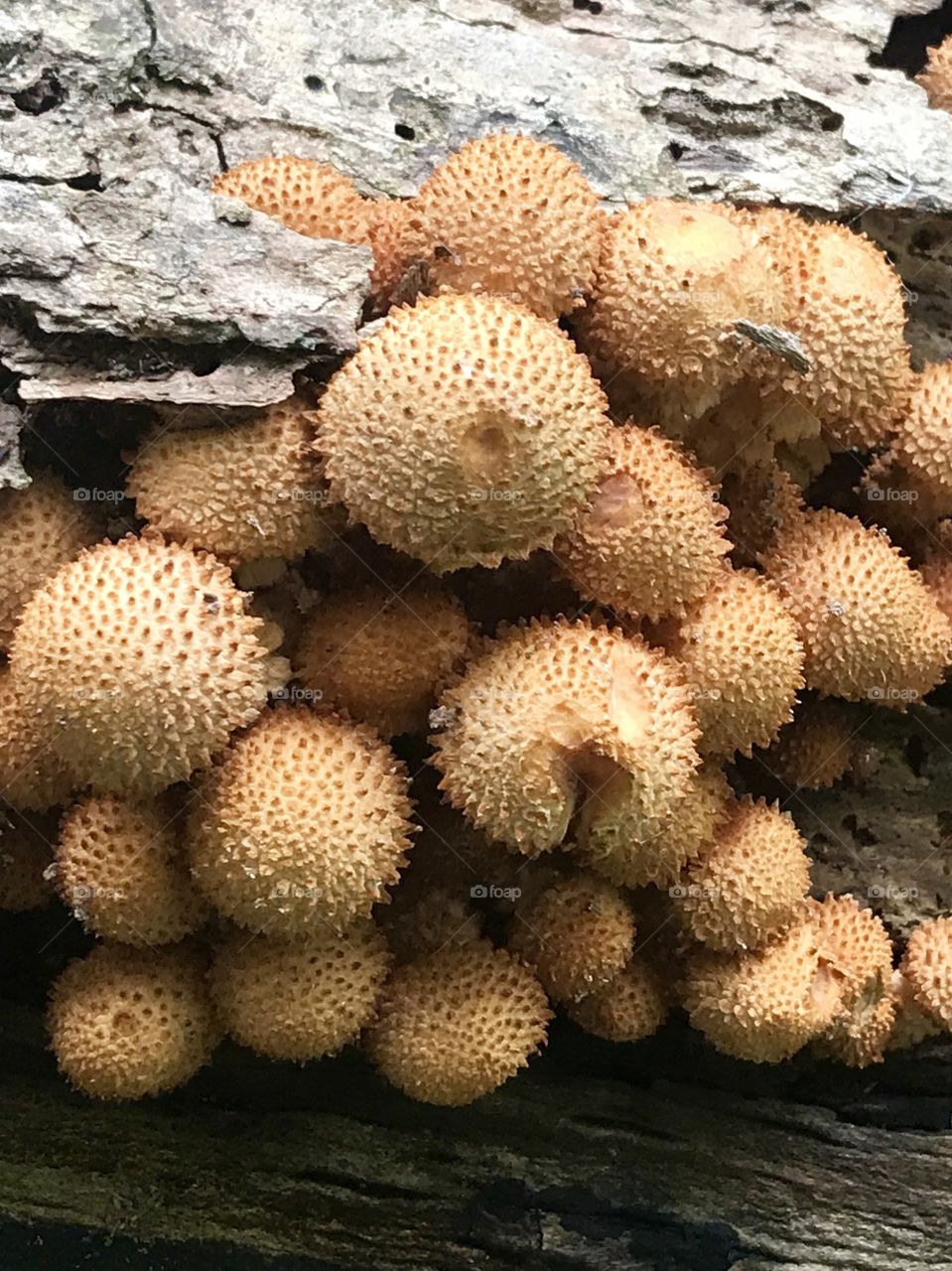 Fungus 