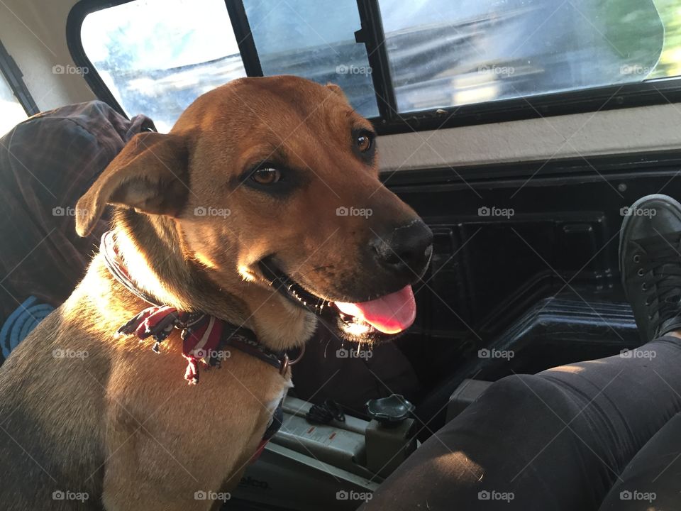 Dog, Car, Vehicle, Transportation System, Mammal