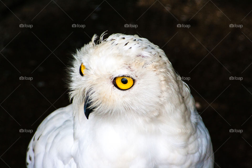 One of my favourite bird. Wise white owl.