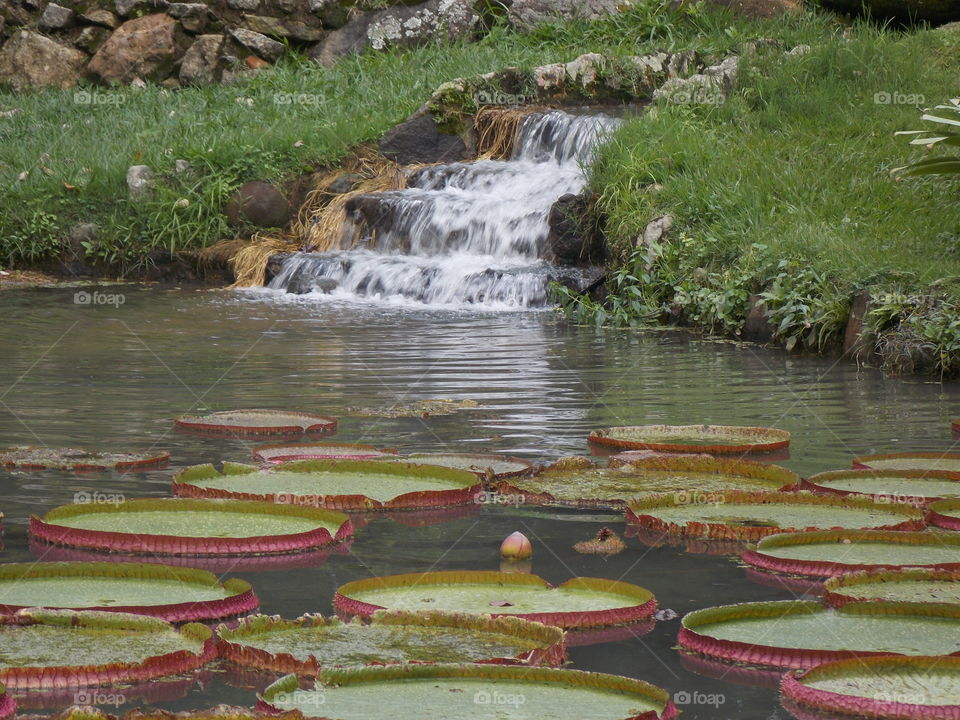 Botanical Garden of Rio de Janeiro