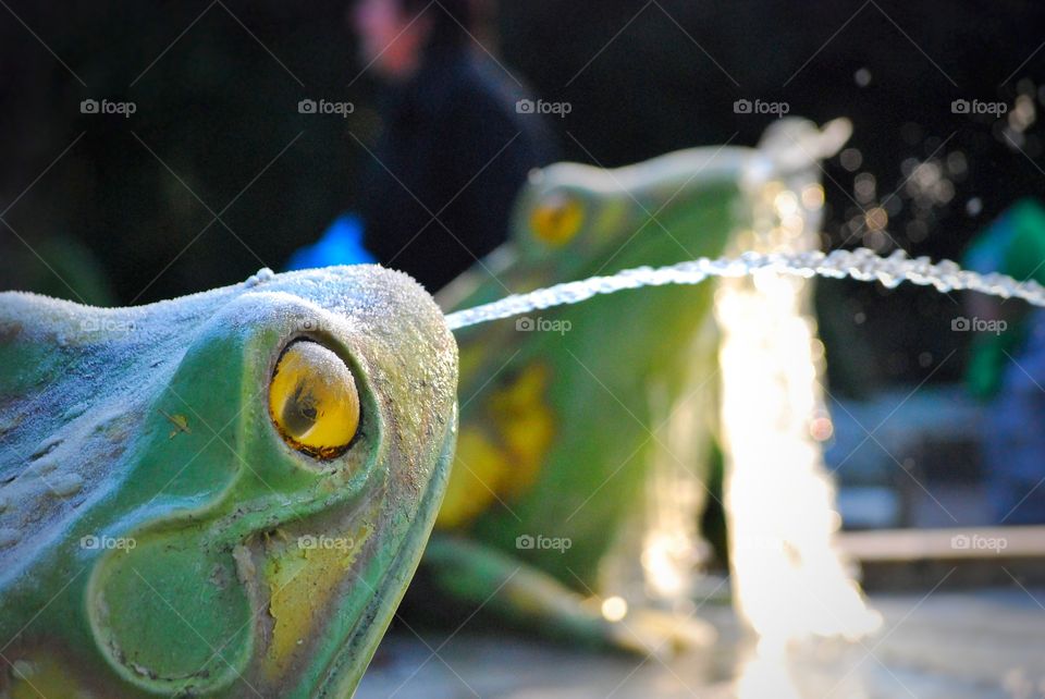 Frogg fountain spitting water