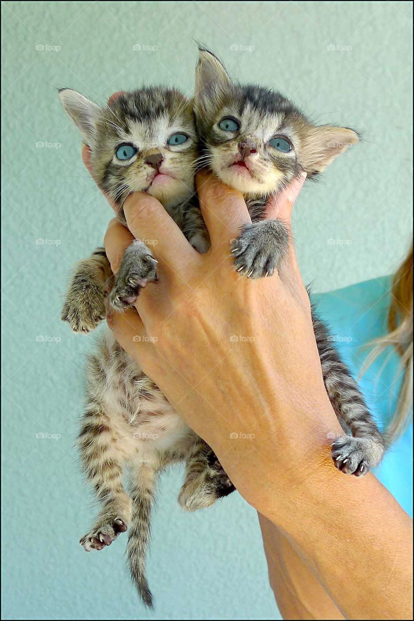 Itty Bitty Kitties getting their close up photo.