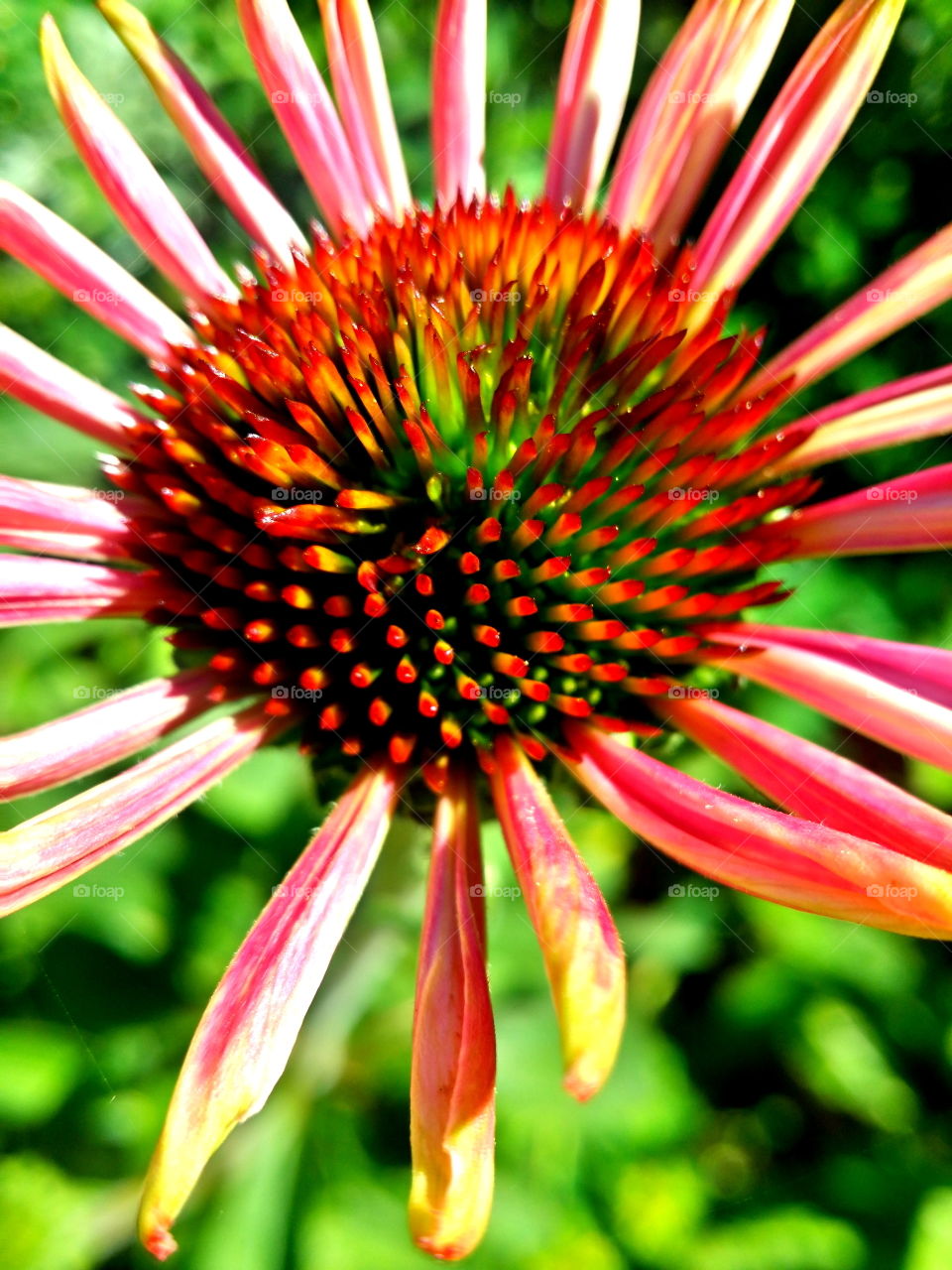 Beautiful details in the garden! 🍃🌼🍃