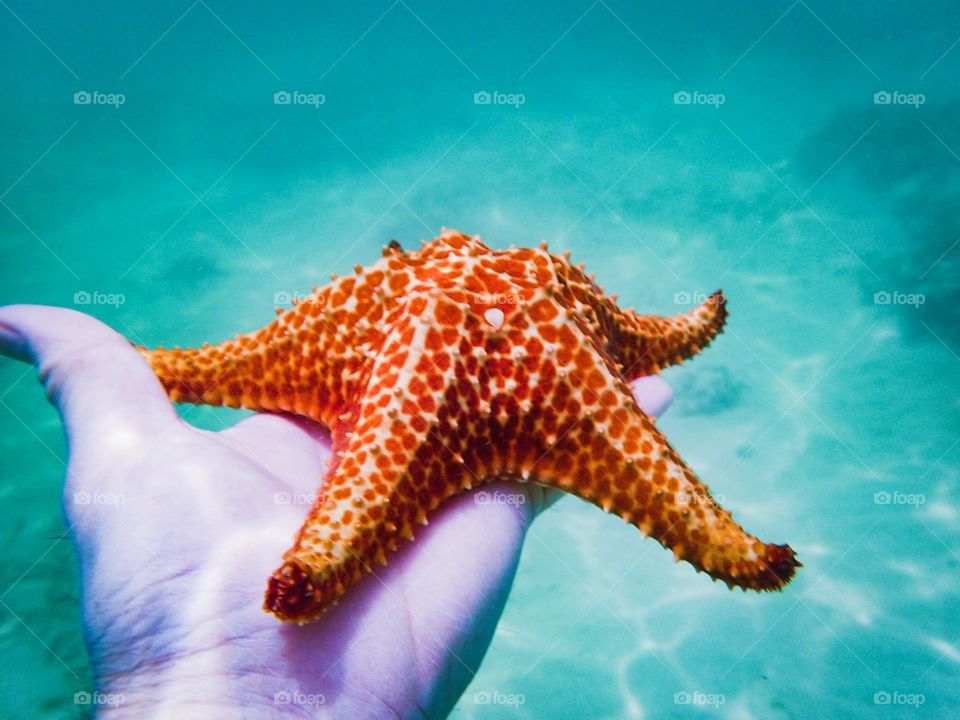 Starfish Point 
