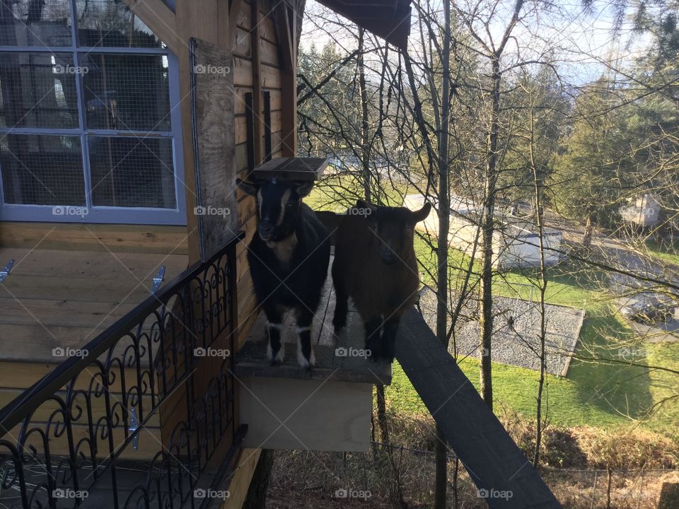 These two goats live on my friends farm, they take care of the blackberry bushes in the back.