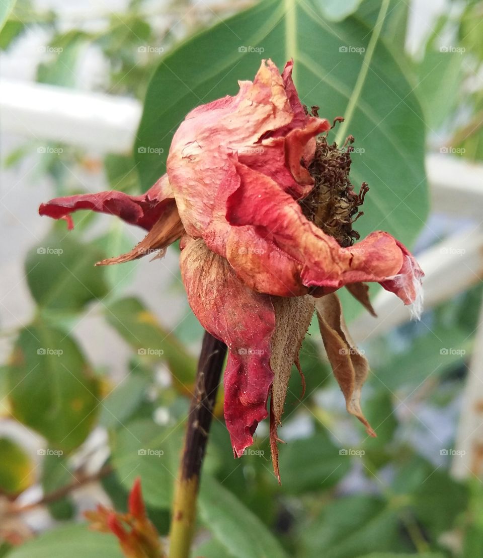 A man can be destroyed but not defeated.