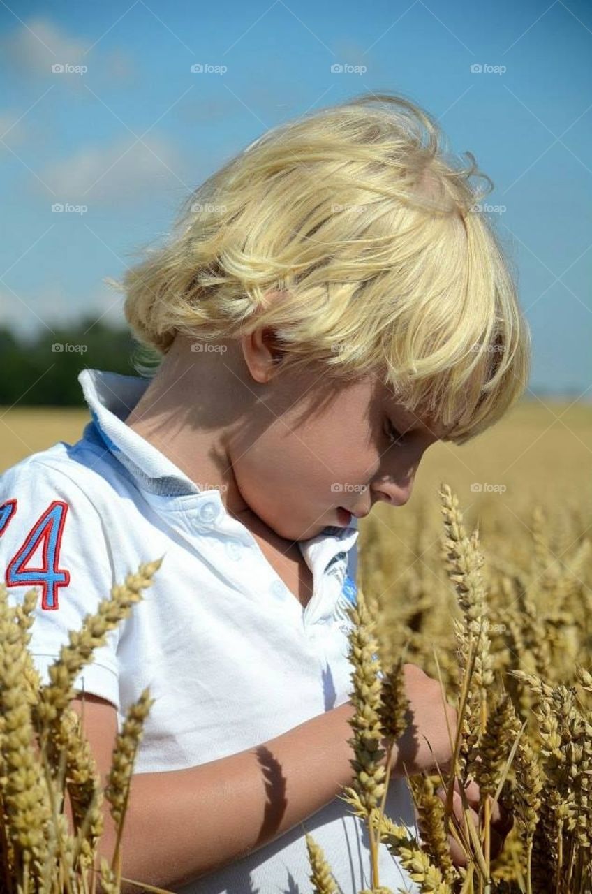 Wheat field 