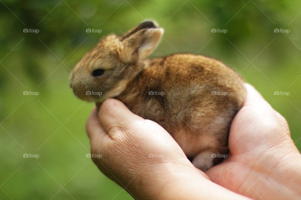 Rabbit on the hands