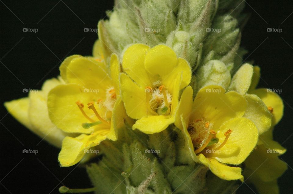 mullein