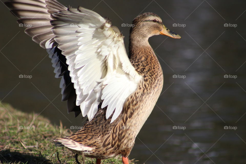 Duck by a pond!