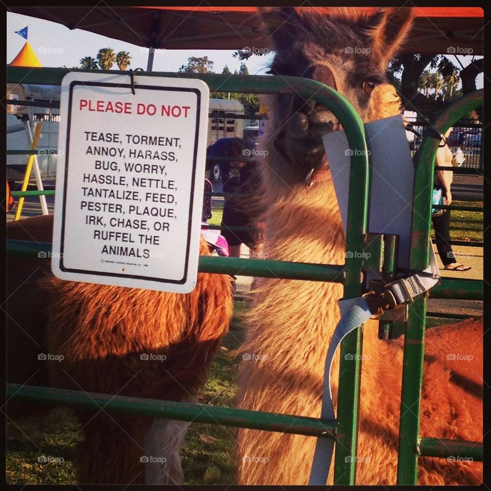 Don't Mess with the Llama