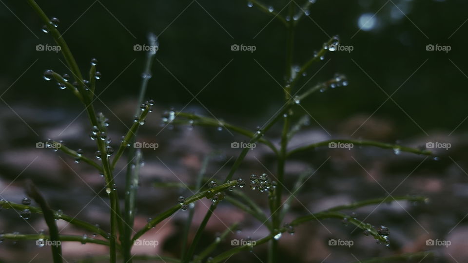 dew drops