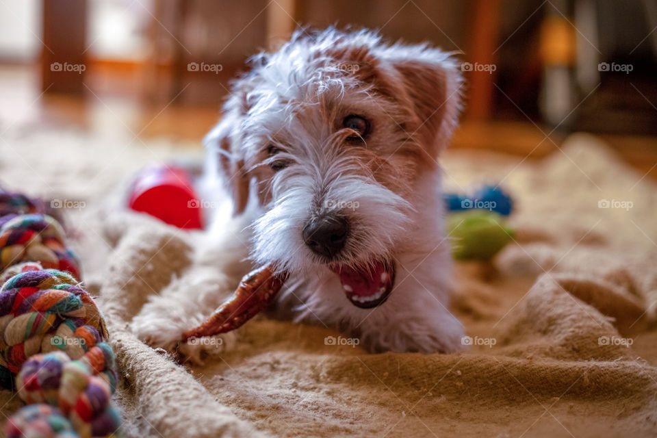 jack Russell terrier puppy on a blanket eating Bone