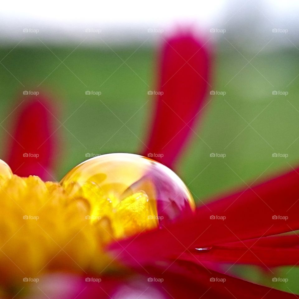 Drop closeup on flower. A really closeup on a drop on a flower
