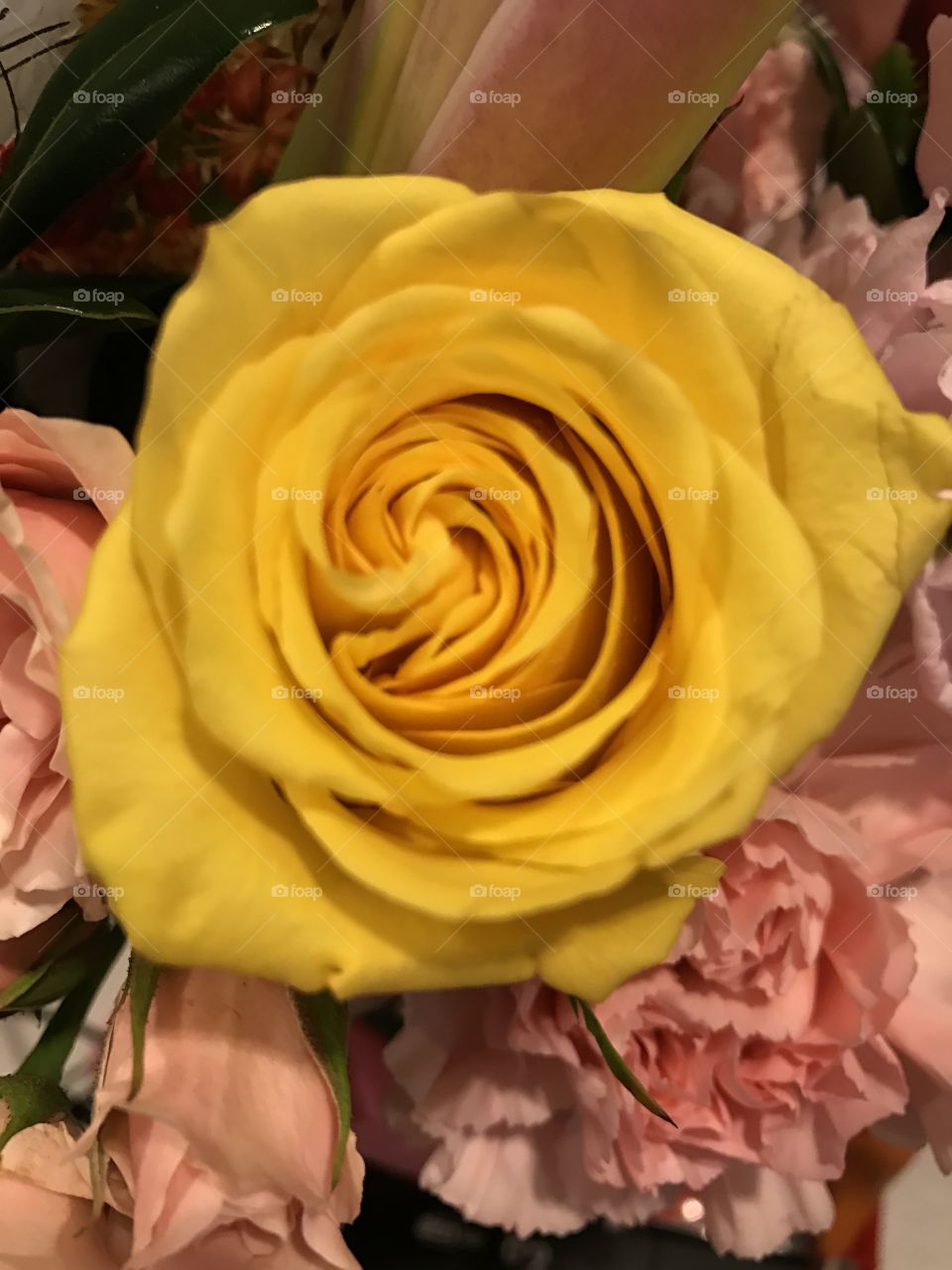 Yellow Rose proposal 