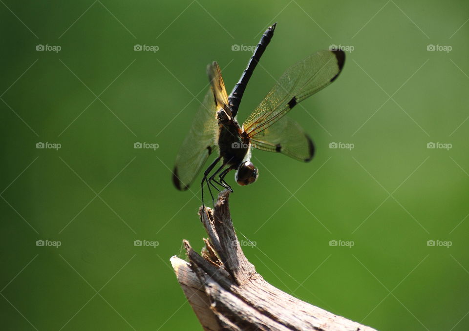 Yellow - barred flutterer. Vertical good of dragonfly perching on at the top of wood surrounding of pounds. Darken colour in black with the yellow striped shape for the marking's venation.
