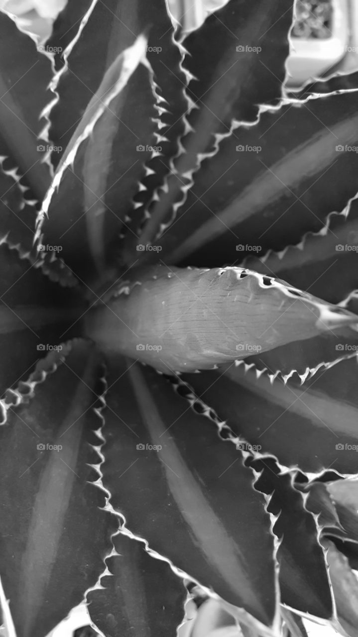 agave grayscale