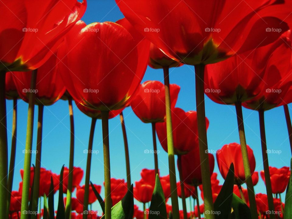 Red tulip flowers