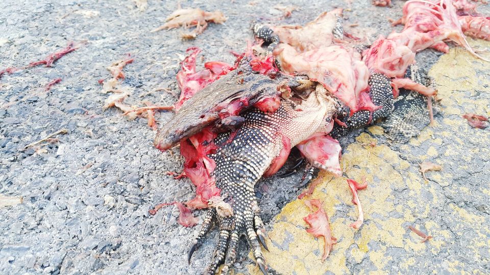 varanus salvator is dead on street. Leaving only the remains of the head and its feet