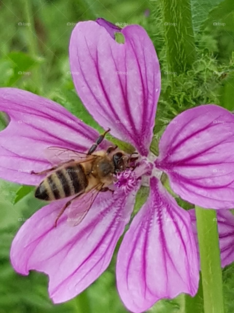Pollination