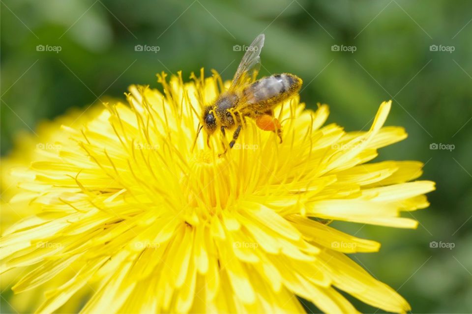 Bee on flower