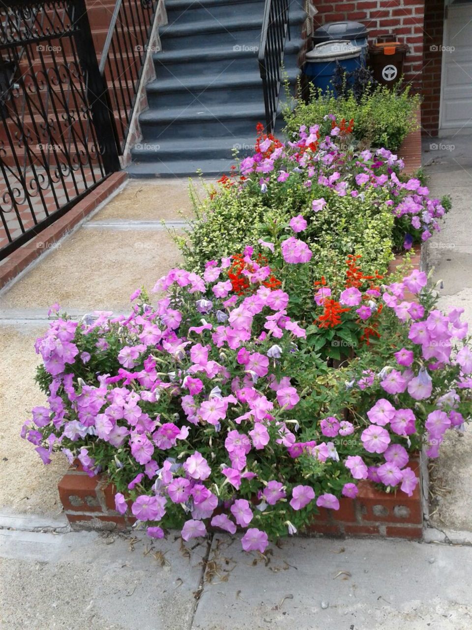 Flower, Garden, No Person, Flora, Geranium