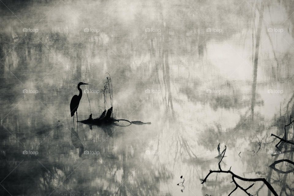 Silhouette of early morning blue heron waiting in a foggy pond