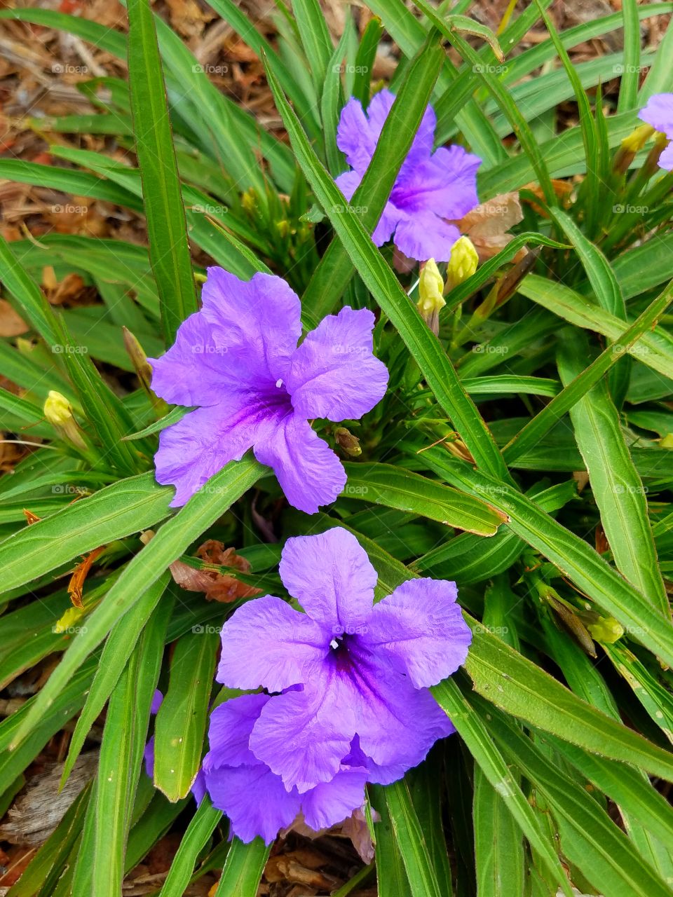 Purple Mexican Petunia in full bloom
