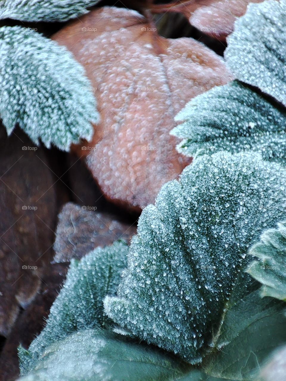 frozen leaves