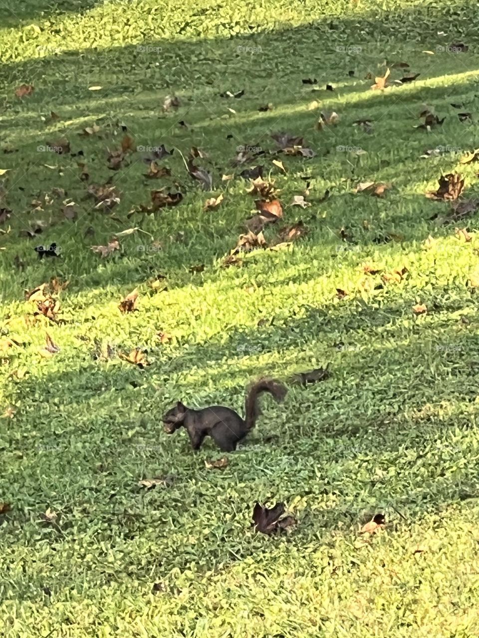 Black Squirrel Black Nut