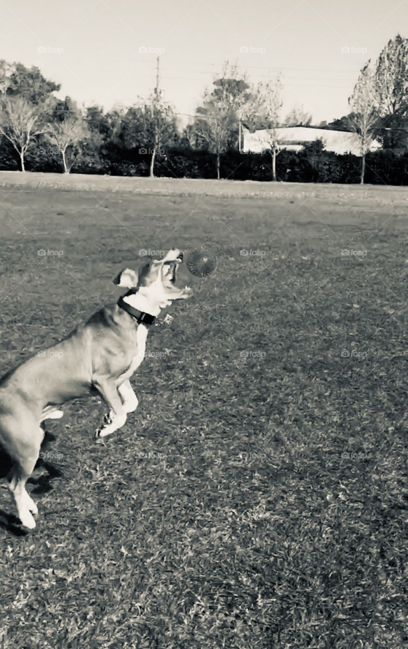 Rescue dog jumping with mouth open to catch the ball in Florida in black and white 
