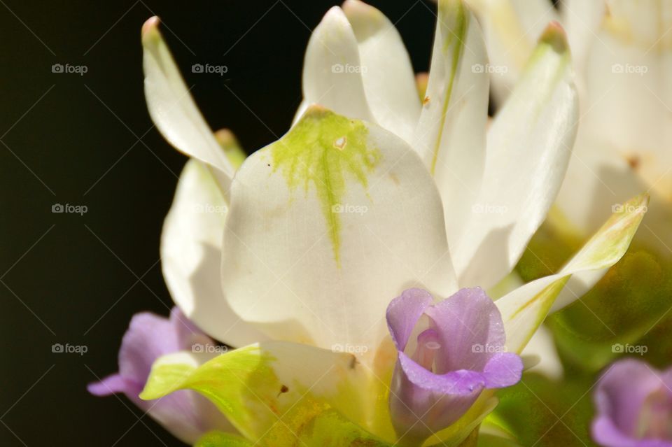 Early Spring Flower 