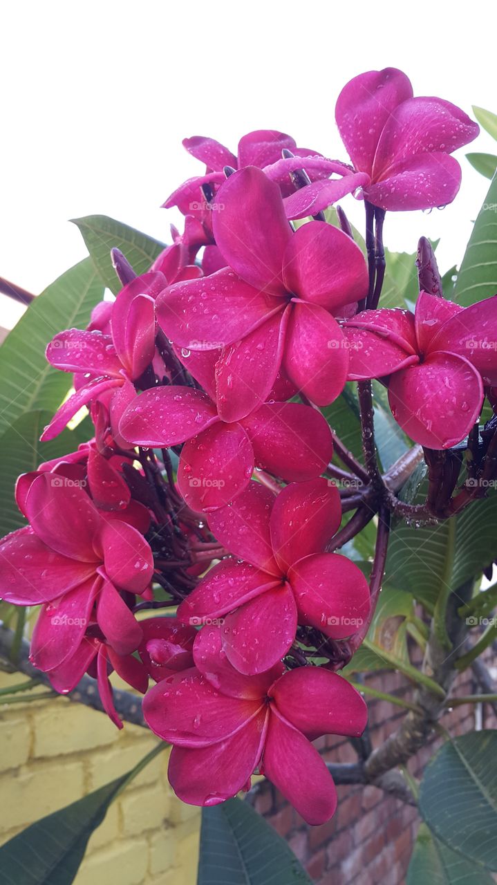 Water drop on flower