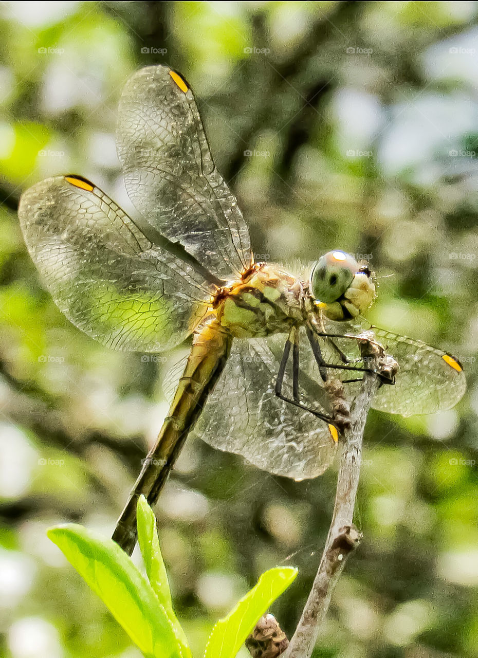 close up dragonfly on stem