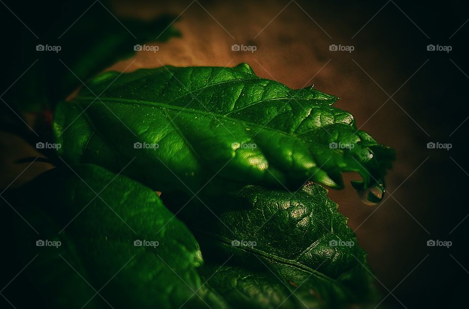 In this photo you can see a water droplet in a leaf which is ready to fall 
