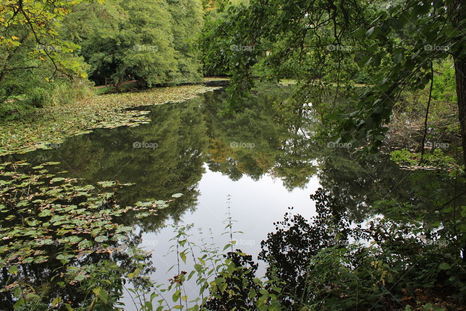 Mill pond reflection