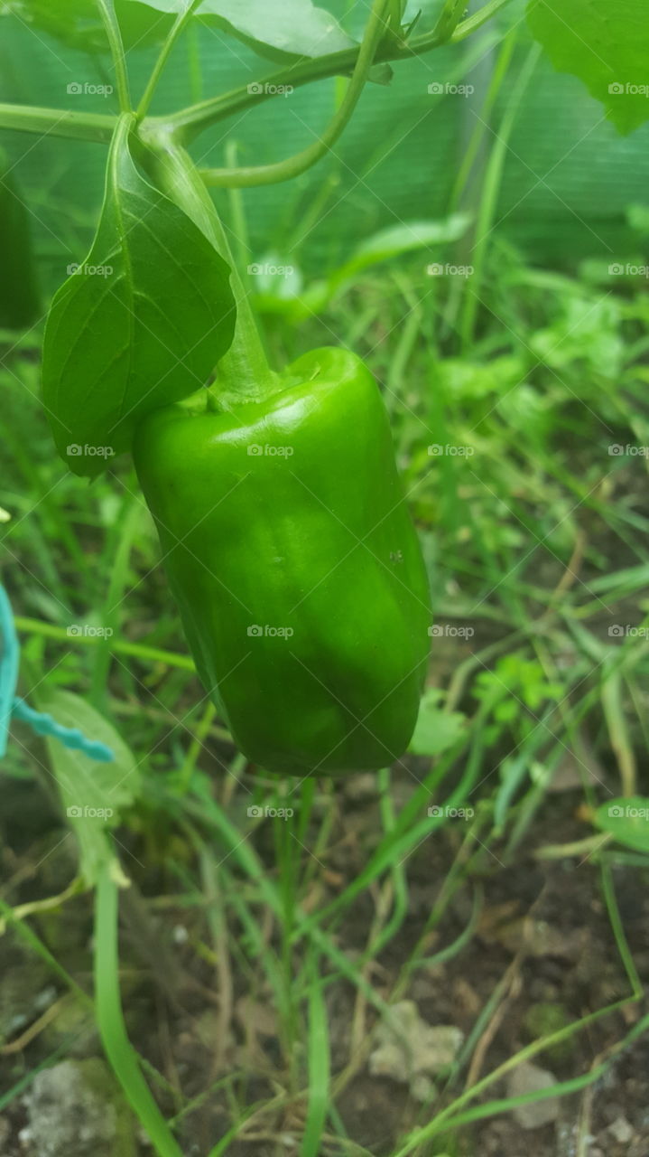 pepper growing