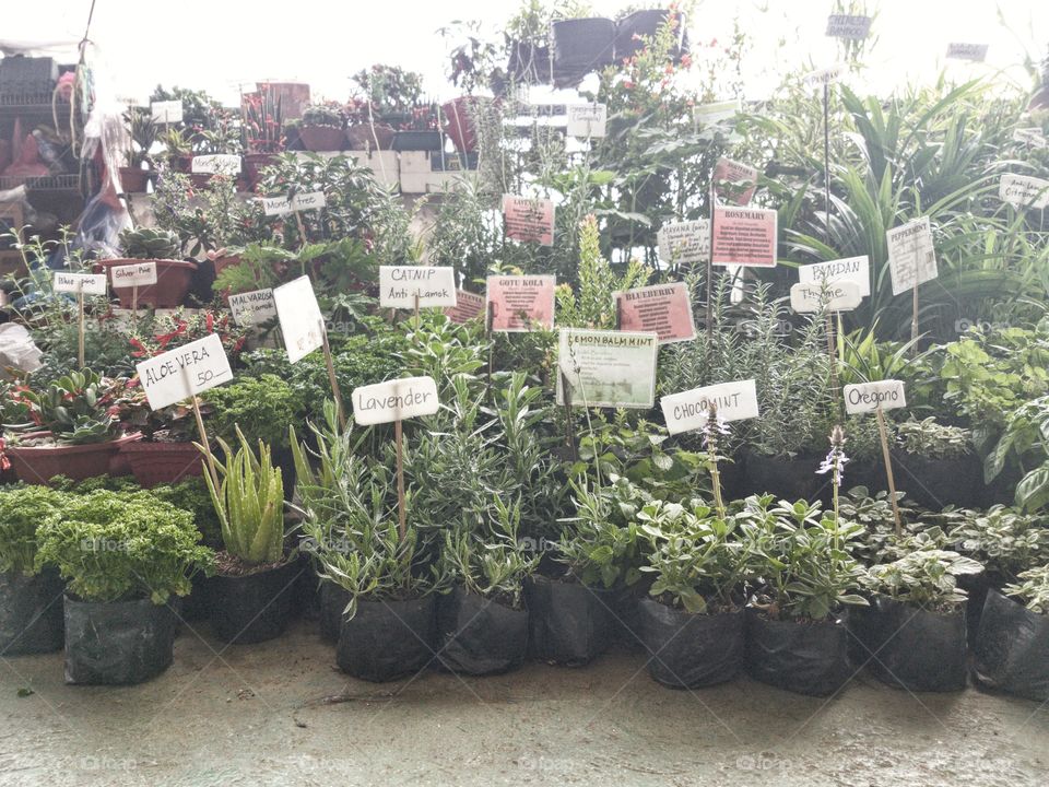 plants for sale