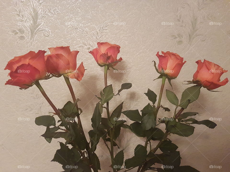 Roses